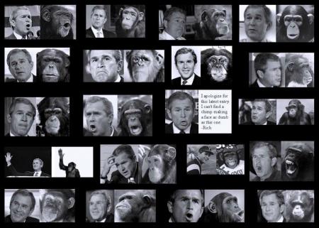 bush-singe